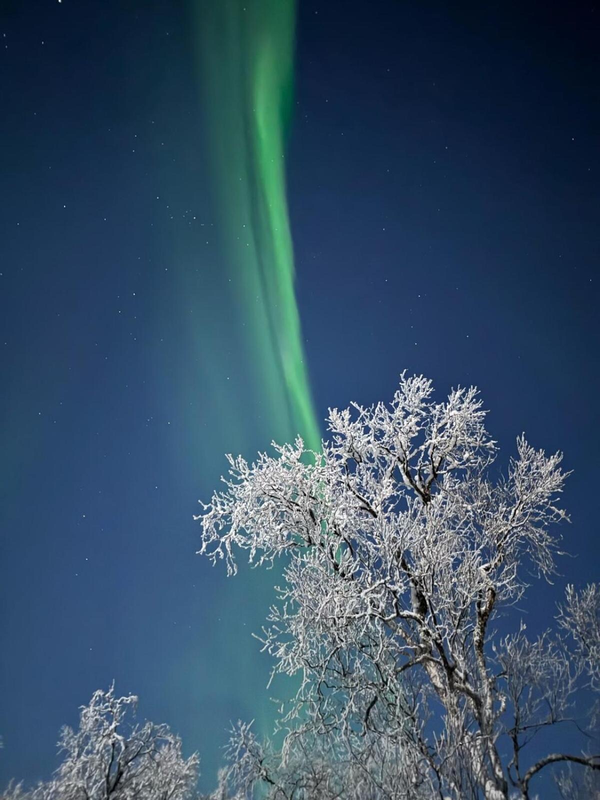 Trivelig Hytte I Senja. Buitenkant foto